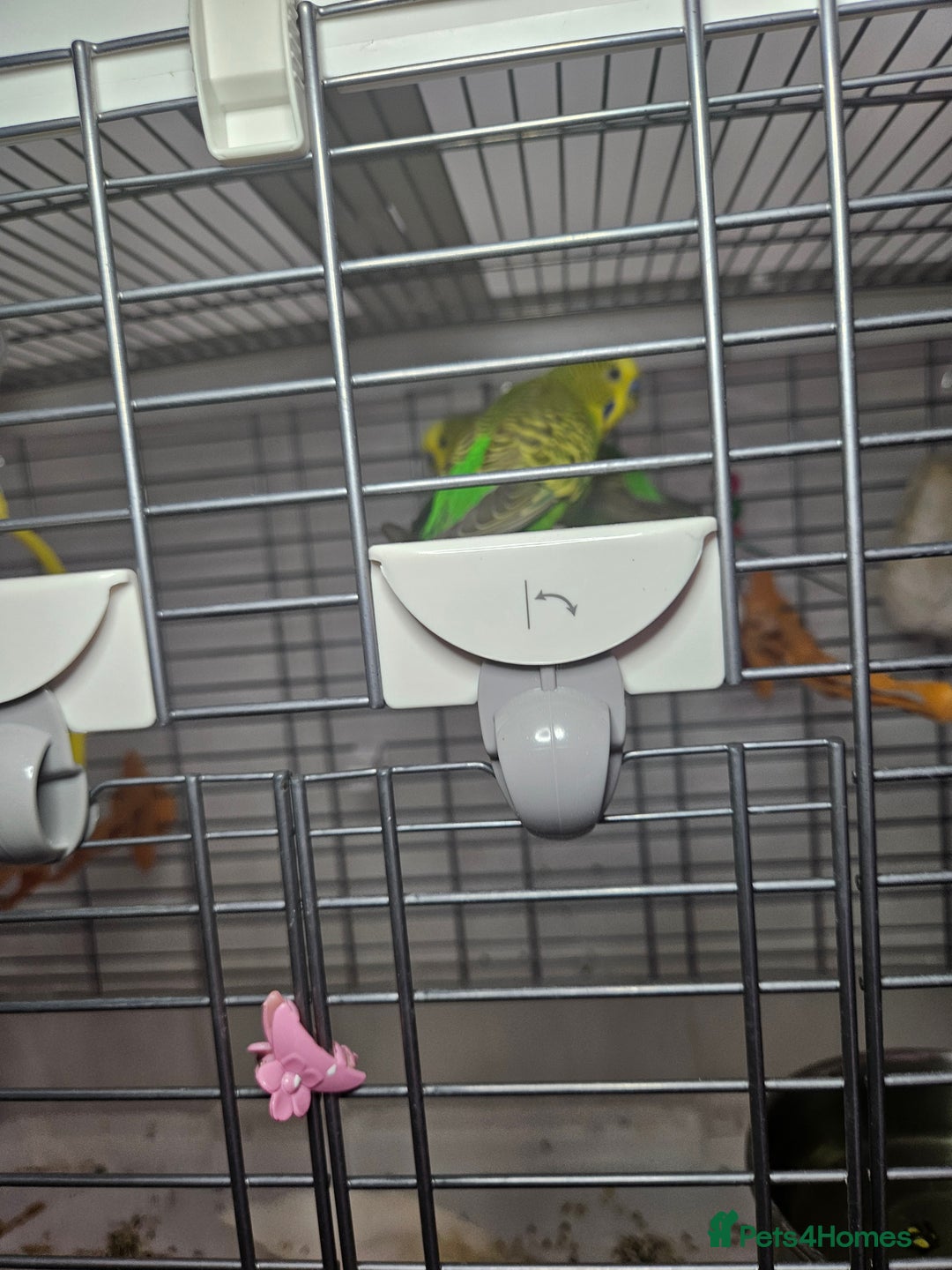 Budgerigars birds for sale: 2 Budgies for sale with cage - Image 4