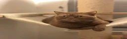 British Shorthair cats for sale: Beautiful Cinnamon British Shorthair  - Advert 2