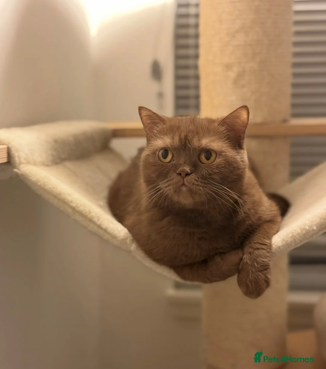 British Shorthair cats for sale: Beautiful Cinnamon British Shorthair  - Advert 2