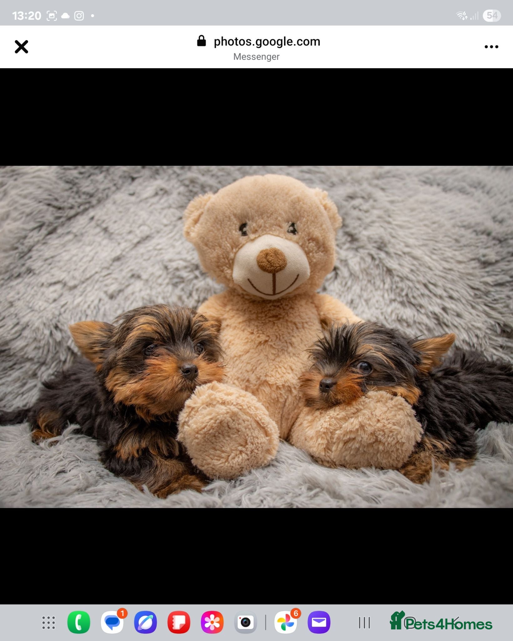 Yorkshire Terrier dogs Two K.C Yorkshire terrier boys champion bloodlines - Advert 1