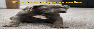 Orange male 