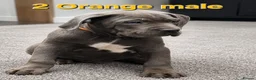 Cane Corso dogs for sale: Pure Cane corso need rehoming ready to leave now - Advert 9