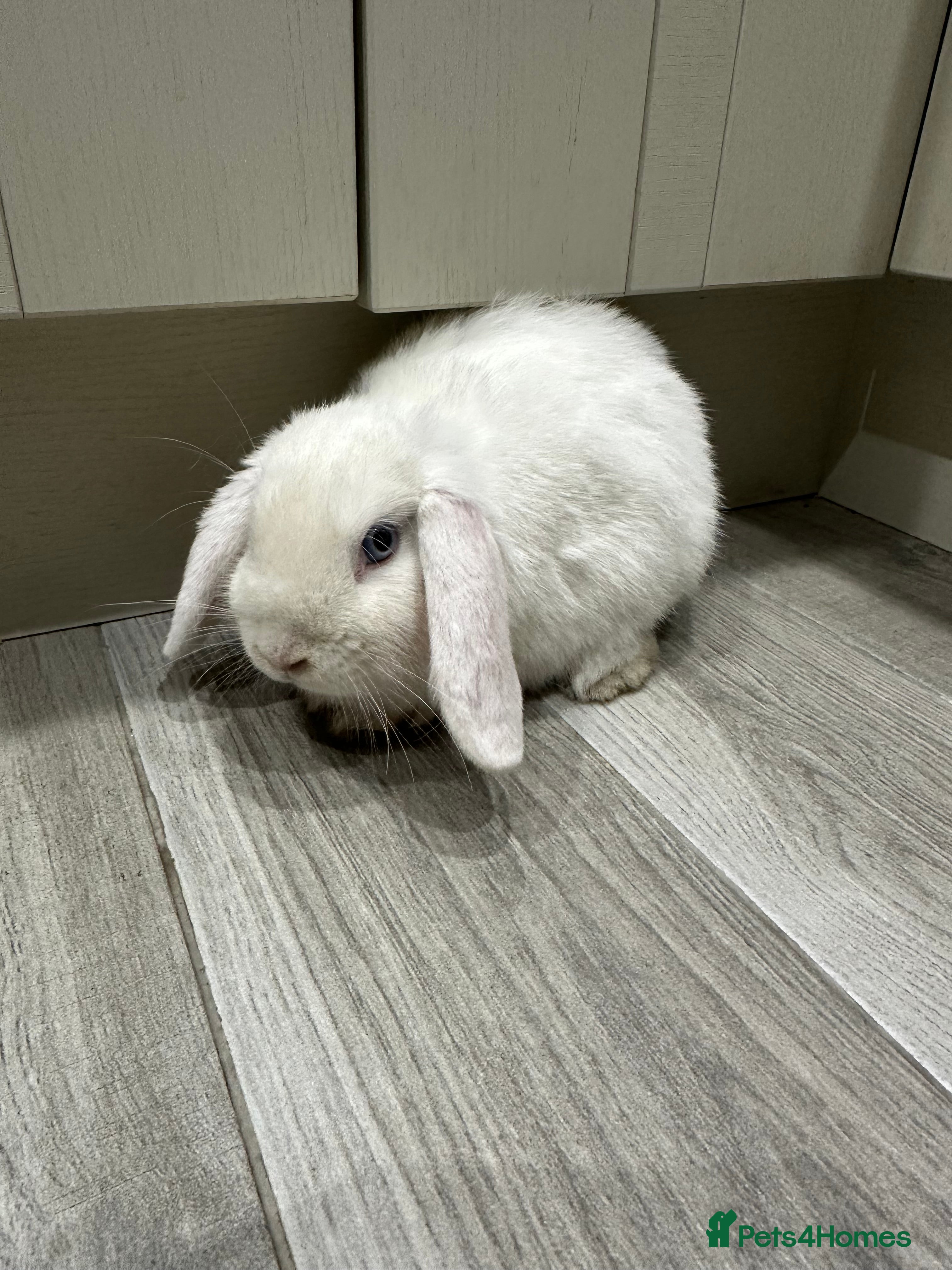 Mini Lop rabbits 1 left now . mini lop baby rabbits. - Advert 11