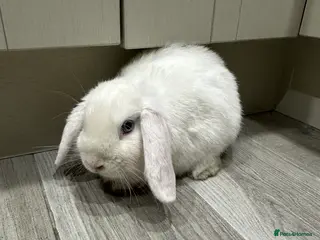 Mini Lop rabbits 1 left now . mini lop baby rabbits. - Advert 11