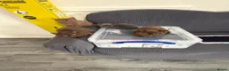 British Shorthair cats for sale: British shorthair  - Advert 25