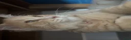 Maine Coon cats for sale: 4 ragcoon kittens 4 weeks old as of today  in Welshpool - Advert 1