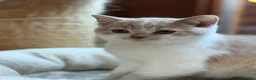 British Shorthair cats for sale: British Shorthair Kitten Boy  - Advert 1