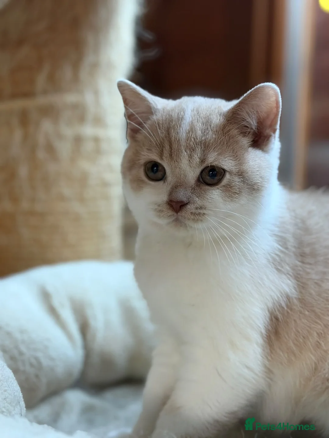 British Shorthair cats for sale: British Shorthair Kitten Boy  - Advert 1