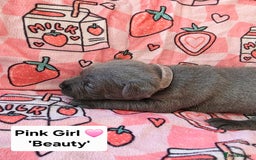 Staffordshire Bull Terrier dogs for sale: Gorgeous Chunky KC Blue Staffy Puppies - Image 8