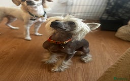 Chinese Crested dogs for sale: Last remaining Hairy Hairless Chinese crested girl - Image 5
