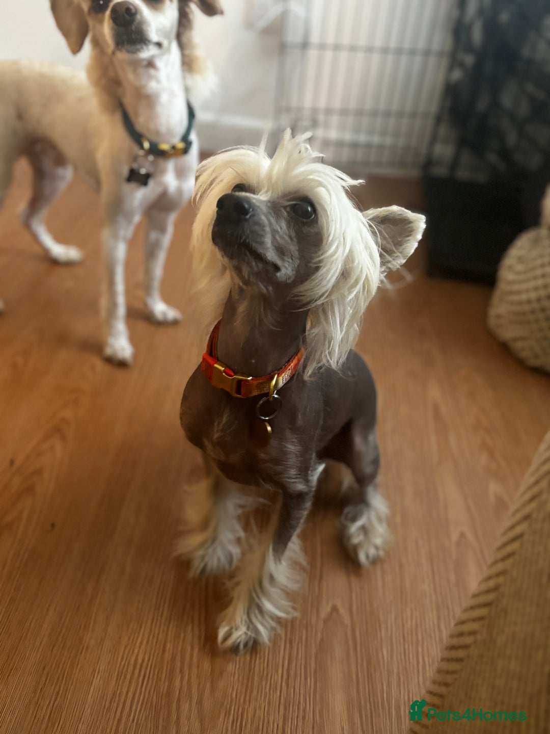 Chinese Crested dogs for sale: Last remaining Hairy Hairless Chinese crested girl - Image 5
