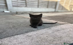 Domestic Shorthair cats for sale: Kittens ready for Their forever home 🐾  - Image 9