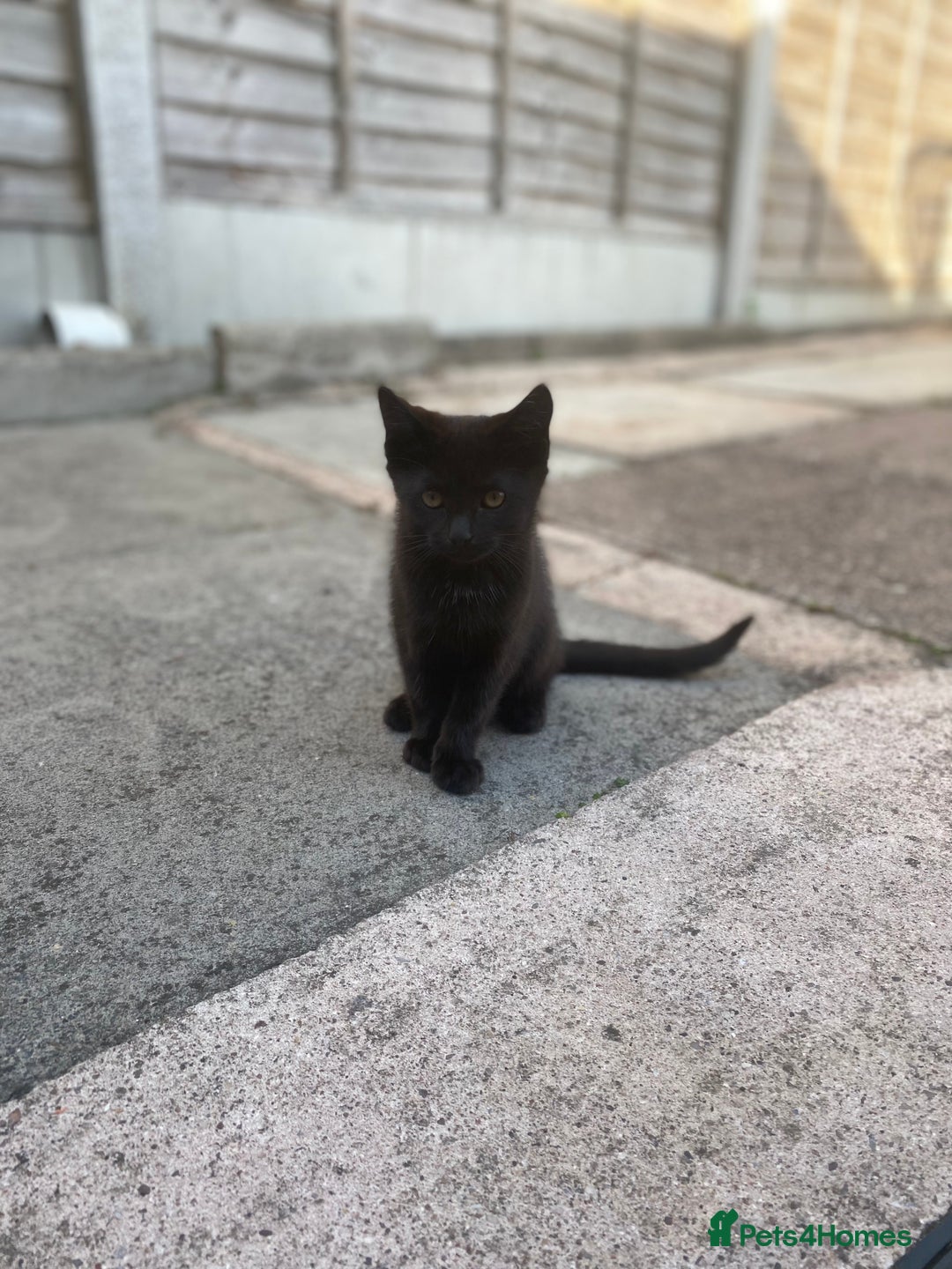 Domestic Shorthair cats for sale: Kittens ready for Their forever home 🐾  - Image 9