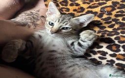 Oriental cats for sale: One Oriental Boy Left Looking for his forever home - Image 14
