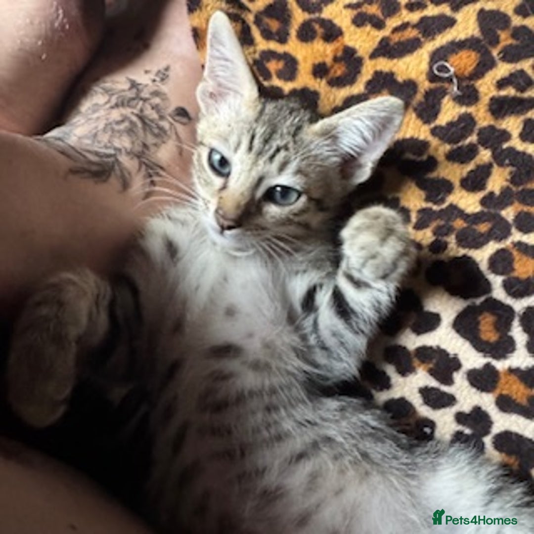 Oriental cats for sale: One Oriental Boy Left Looking for his forever home - Image 14