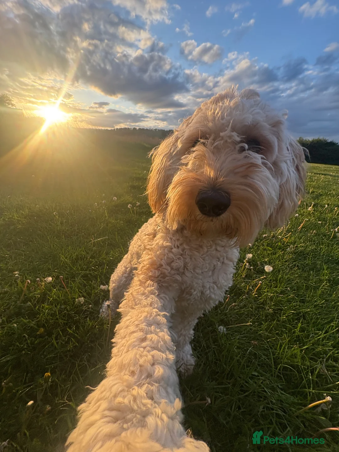 Australian Labradoodle dogs for sale: Australian labradoodle's  - Advert 2