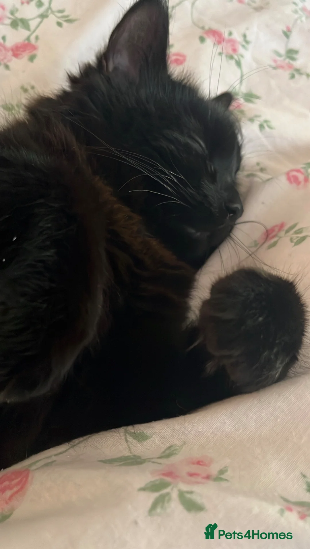 Maine Coon cats for sale: Maine Coon  in Egham - Advert 2