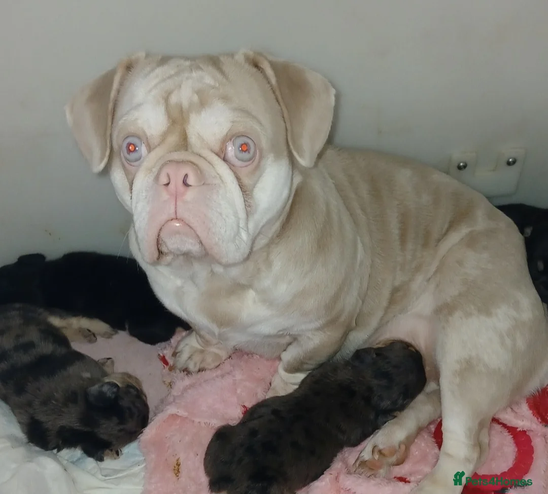 English Bulldog dogs for sale: Stunning Litter of Exotic English Bulldogs - Advert 37