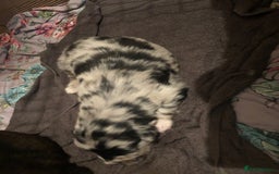 Mixed Breed dogs for sale: Keeshond/retriever cross Collie Pups - Image 6