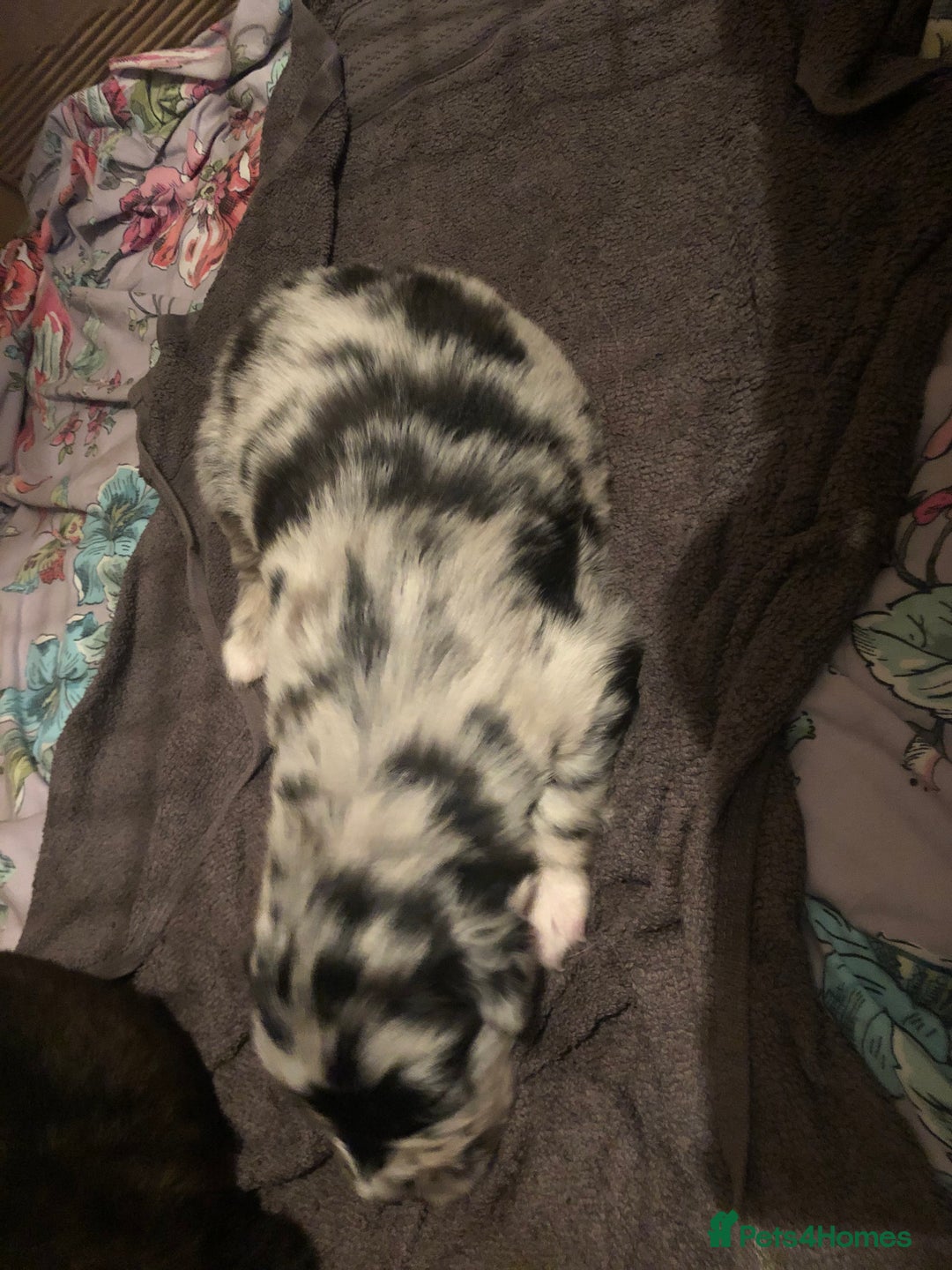 Mixed Breed dogs for sale: Keeshond/retriever cross Collie Pups - Image 6
