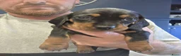 Miniature Dachshund dogs for sale: Miniature dachshund puppies for sale in Ipswich - Advert 6