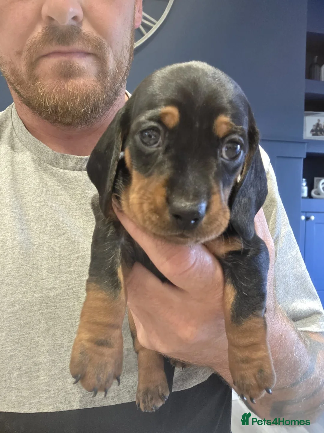 Miniature Dachshund dogs for sale: Miniature dachshund puppies for sale in Ipswich - Advert 6