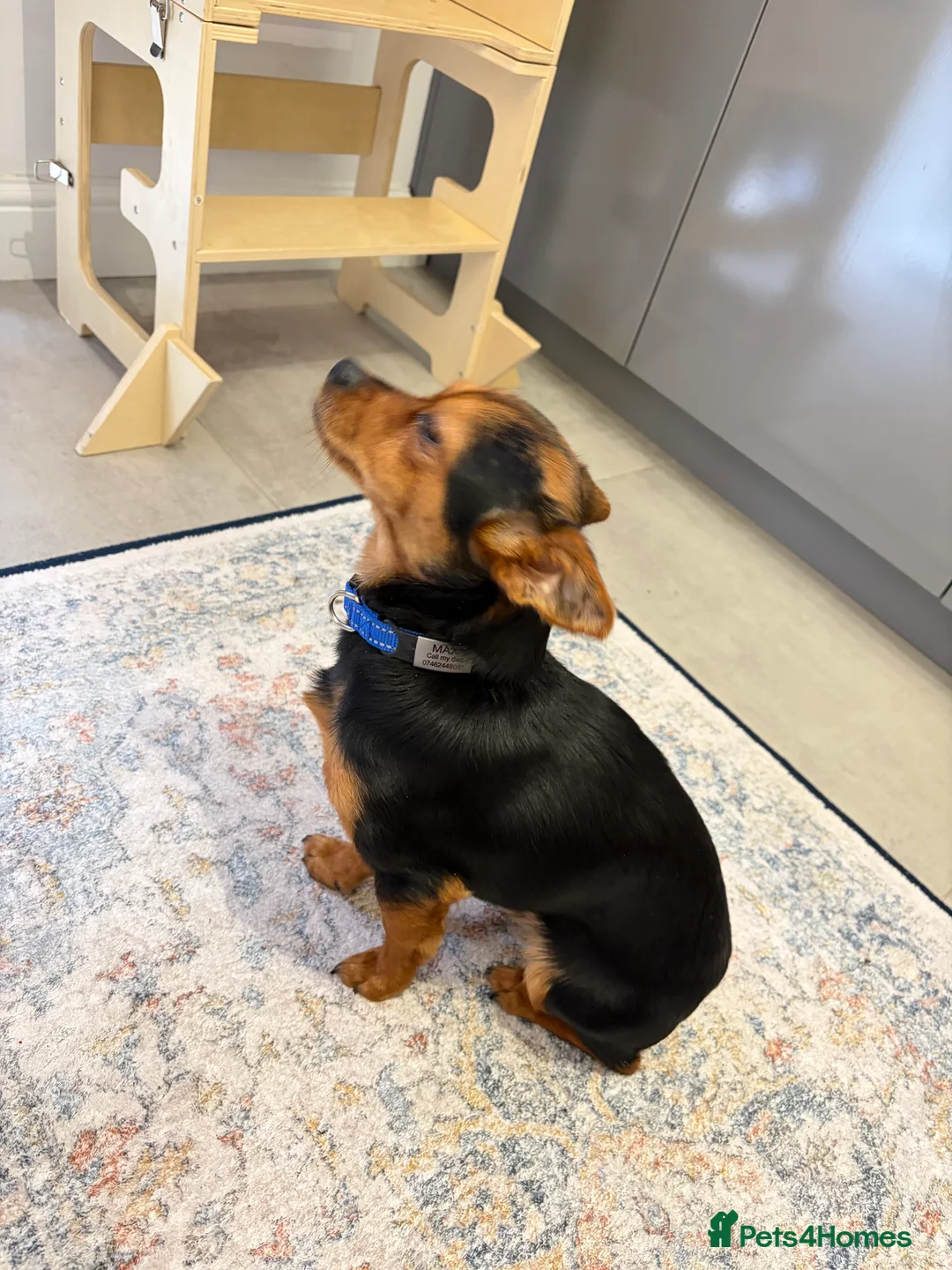 Yorkshire Terrier dogs for sale: Mini yorkshire terrier  - Advert 1