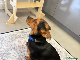 Yorkshire Terrier dogs Mini yorkshire terrier - Advert 3