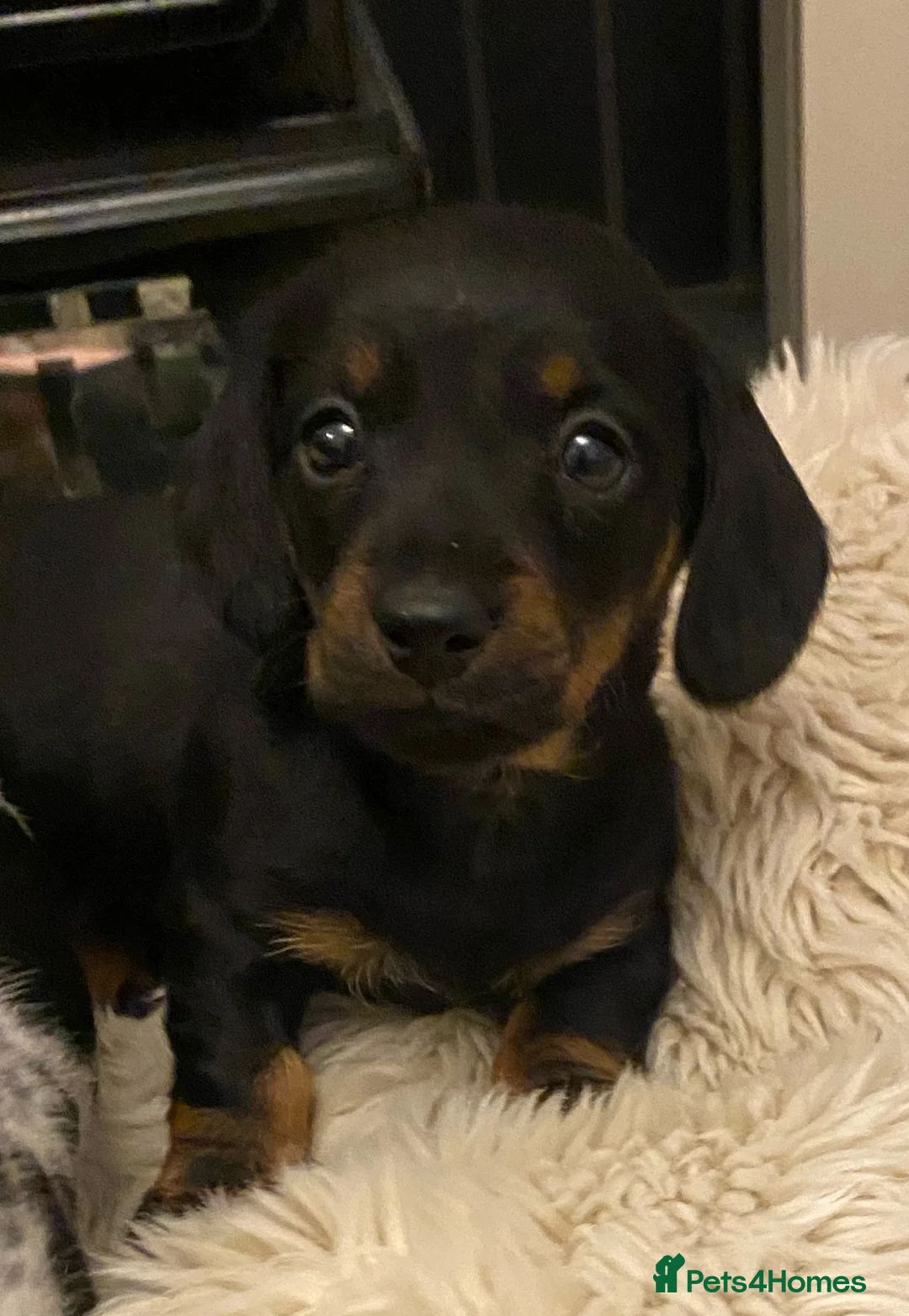 Miniature Dachshund dogs for sale: Champion Bloodline Miniature Dachshund Puppies  - Advert 10