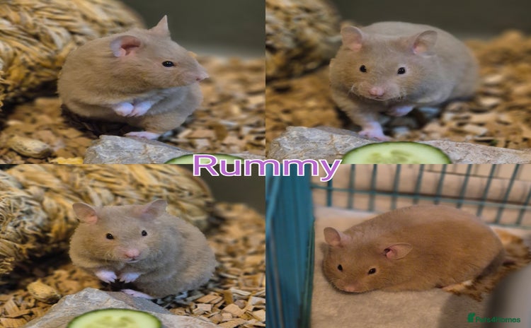 Hamster rodents in Torquay - Advert 1