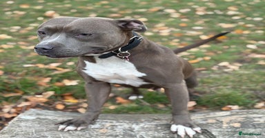 Staffordshire Bull Terrier dogs Quality Blue Health Tested  - Advert 4