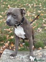 Staffordshire Bull Terrier dogs Quality Blue Health Tested - Advert 4