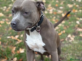 Staffordshire Bull Terrier dogs Quality Blue Health Tested - Advert 1