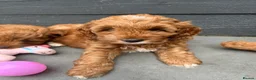 Cockapoo dogs for sale: Cockapoo Puppy *LAST BOY* - Advert 12