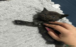 British Shorthair cats for sale: 5 kittens looking for a new home - Image 1