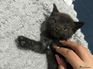 British Shorthair cats - Advert 25