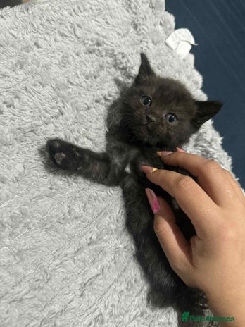 British Shorthair cats 5 british shorthair black noir - Advert 18