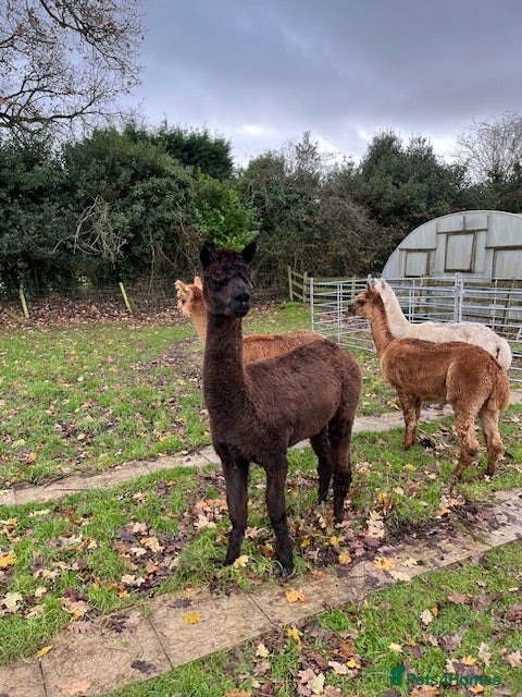 Alpaca livestock 4 Male Alpacas - Advert 13