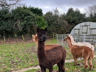 Alpaca livestock 4 Male Alpacas - Advert 9