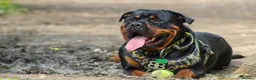 Rottweiler dogs for sale: Rottweiler pups looking for homes  - Advert 20