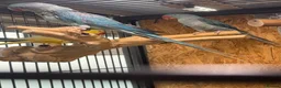 Parrots birds for sale: Blue male and female alexandrine for sale - Advert 1