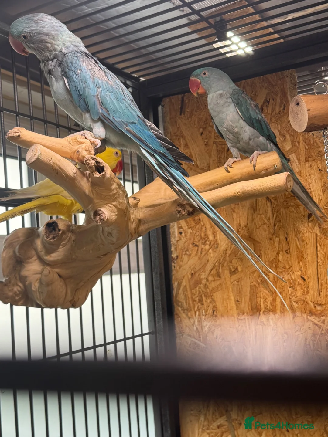 Parrots birds for sale: Blue male and female alexandrine for sale - Advert 1