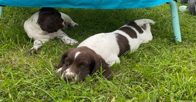 English Springer Spaniel dogs - Advert 7