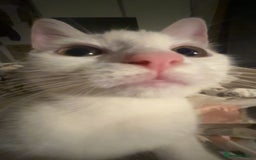 Mixed Breed cats for sale: Kitten for Sale - Image 1