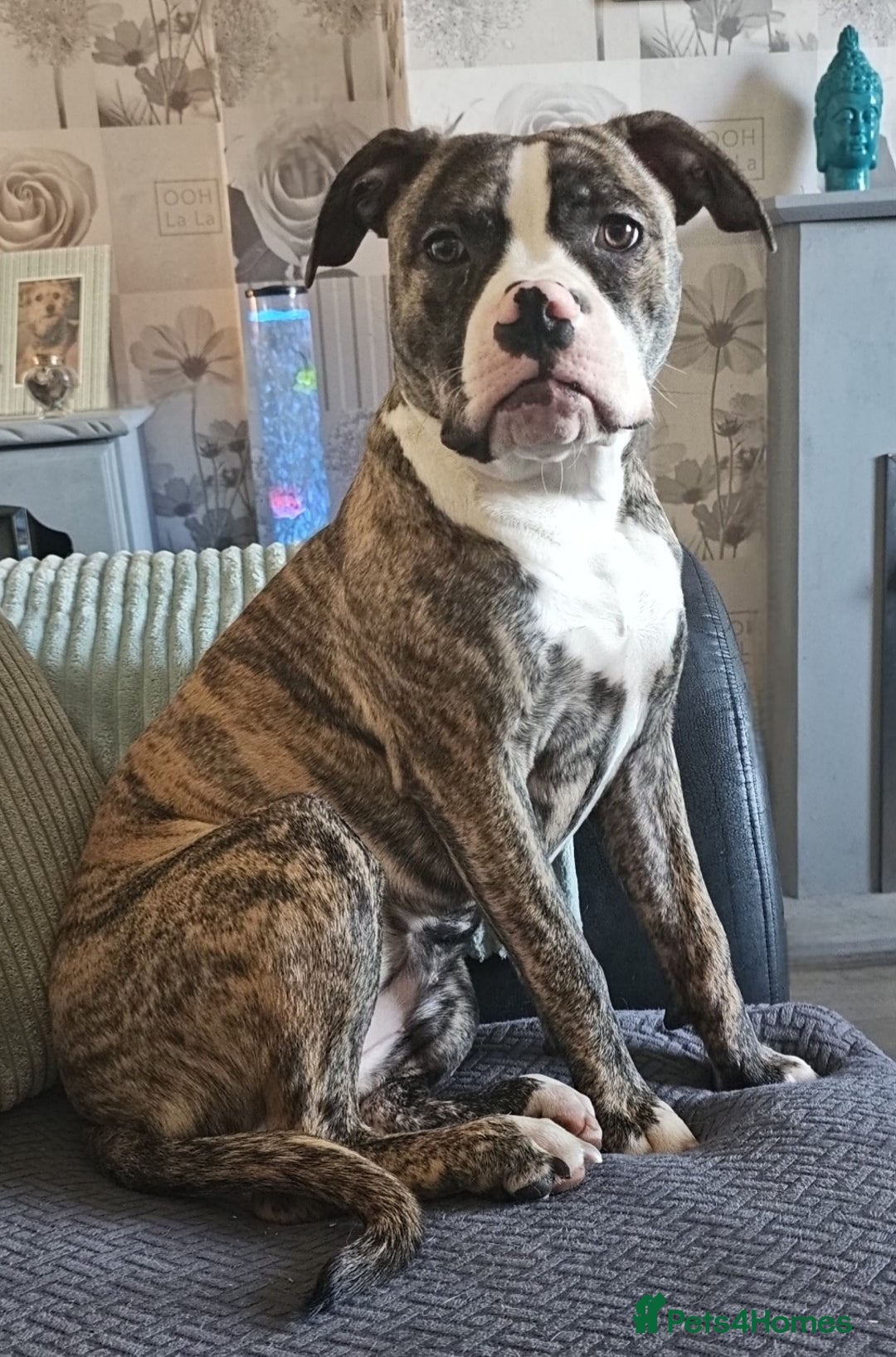 Mixed Breed dogs for sale: American bully cross pocket bully - Advert 2