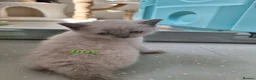 British Shorthair cats for sale: BSH kittens in fawn,grey,white rear colours,London - Advert 13