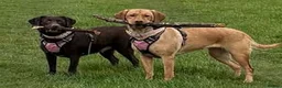 Labrador Retriever dogs for sale: Stunning Labrador pups - Advert 6
