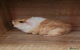 Guinea Pig rodents for sale: Adorable Guinea Pig - Image 5