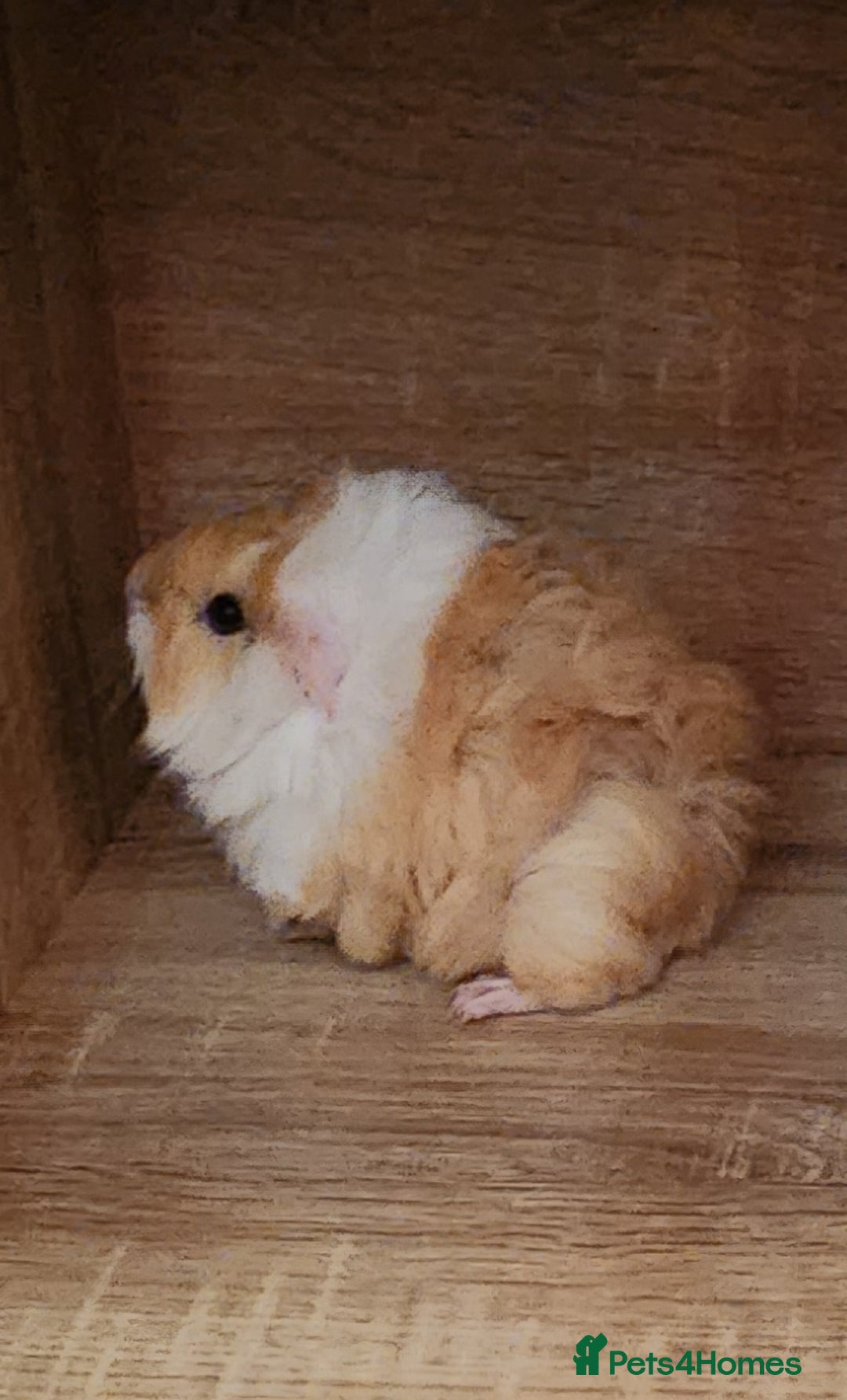 Guinea Pig rodents for sale: Adorable Guinea Pig - Image 5