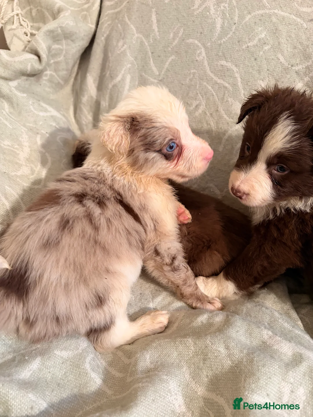 Border Collie dogs for sale: HEALTH TESTED CLEAR PARENTS BORDER COLLIE PUPS - Advert 29